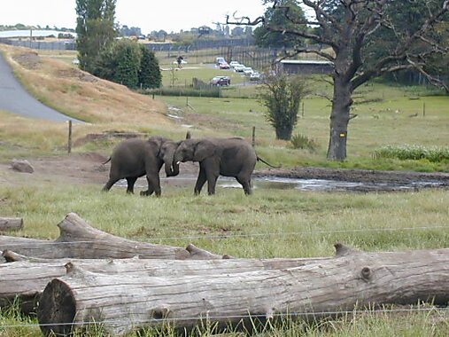 safari zoo kidderminster